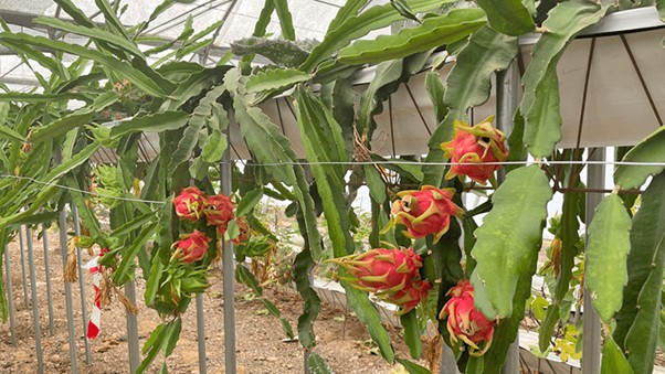 Agro1