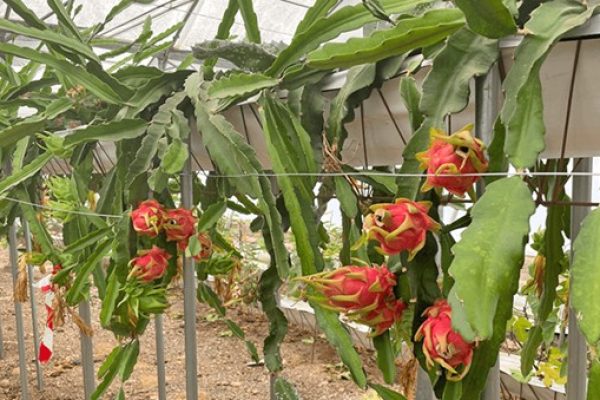 Agro1