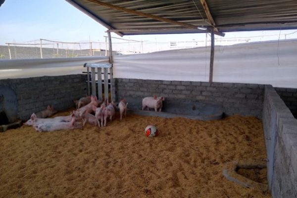Porcina - WAMMF